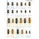 Fujita H., Hirayama H., Akita K. : The Longhorn beetles of Japan (II)
