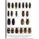 Sama G., 2023: Atlas of the Cerambycidae of Europe and the Mediterranean Area, Vol. 2