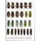 Sama G., 2023: Atlas of the Cerambycidae of Europe and the Mediterranean Area, Vol. 2