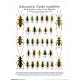Mlejnek R., 2023: Nové poznatky o rákosníčcích (Chrysomelidae: Domaciinae), sešit 7