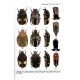 Cetoniimania, 2022: No. 16, Cetoniinae, Valginae, Trichiinae et  Euchiridae