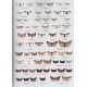 Parsons M., Clancy S., 2023: Pyralid and Crambid Moths of Britain and Ireland