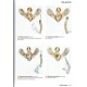 Parsons M., Clancy S., 2023: Pyralid and Crambid Moths of Britain and Ireland