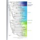 Chiba H., Tsukiyama H., Bozano GC, 2025: Guide to the Butterflies of the Palearctic region, Hesperidae part II