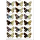 Coutsis J.G., Tschikolovets V., 2025: Holarctic butterflies of the subtribe Polyommatina 
