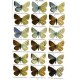 Coutsis J.G., Tschikolovets V., 2025: Holarctic butterflies of the subtribe Polyommatina 