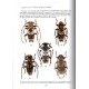 Jiroux E., 2025: Faune des Coléoptéres de Corse / Cerambycidae, Vol. 8