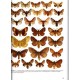 Ronkay G., Ronkay L., Varga Z., 2024: Fibigeriana, Vol.4, Macrolepidoptera on Hungary