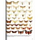Ronkay G., Ronkay L., Varga Z., 2024: Fibigeriana, Vol.4, Macrolepidoptera on Hungary