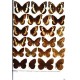 Ronkay G., Ronkay L., Varga Z., 2024: Fibigeriana, Vol.4, Macrolepidoptera on Hungary