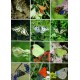 Tschikolovets: Butterflies of the Western Palaearctic, vol 1