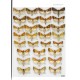 Quinter L., E-McBride A., 2025: The Moths of North America , excluding Mexico, Noctuidea (Part), Noctuinae: Apameini (Part)