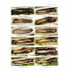 Quinter L., E-McBride A., 2025: The Moths of North America , excluding Mexico, Noctuidea (Part), Noctuinae: Apameini (Part)