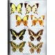 Balletto E., Barbero F., Casacci L.P., Lees D.C., 2026: Les Papillons Diurnes de Madagascar