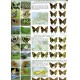 Tshikolovets V., 2026: Butterflies of the Western Palaearctic, Vol. II.
