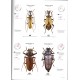 Štrunc V., Navrátil D., 2026: Cerambycidae of the Palearctic region, Vol.1