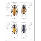 Štrunc V., Navrátil D., 2026: Cerambycidae of the Palearctic region, Vol.1