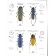 Štrunc V., Navrátil D., 2026: Cerambycidae of the Palearctic region, Vol.1