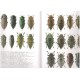 Bellamy C. L., 2003: An illustrated summary of the higher classification of the superfamily Buprestoidea (Coleoptera).