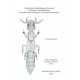 	 Bordoni A., 2002: Xantholinini della Regione Orientale (Coleoptera: Staphylinidae).