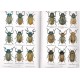 Debreuil M., 2010: Les Clytrinae de France (Coleoptera, Chrysomelidae)