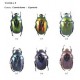 	 Dutto M., 2005: Coleoptera: Cetoniidae d’Italia.