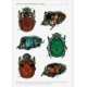 Edmonds W. D., Zídek J., 2004: Revision of the Neotropical Dung Beetle Genus Oxysternon (Scarabaeidae: Scarabaeinae: Phanaeini)