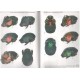 Edmonds W. D., 2000: Revision of the Neotropical dung beetle genus Sulcophanaeus (Coleoptera: Scarabaeidae: Scarabaeinae).