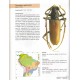 Galileo M. H. M., Martins U. R., Moysés E., 2011: Cerambycidae sul-americanos (Coleoptera), Suplemento 3