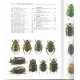 Hůrka K., 2005: Beetles of the Czech and Slovak Republics