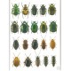 Hůrka K., 2005: Beetles of the Czech and Slovak Republics