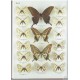 Tshikolovets V. V., Bidzilya O. V., Golovoskin M. I., 2002: The Butterflies of Transbaikal Siberia