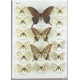 Tshikolovets V. V., Bidzilya O. V., Golovoskin M. I., 2002: The butterflies of Transbaikal Siberia. 48 colour plates, 320 pp.