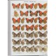  	 Tshikolovets V. V., 2005: Butterflies of Kyrgyzstan. 108 colour plates, 511 pp.