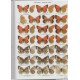 Tshikolovets V. V., 2005: Butterflies of Kyrgyzstan