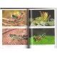 Fontana P., Buzzetti F. M., Marino-Perez M., 2008: Chapulines, langostas, grillos y esperanzas (Orthoptera) 