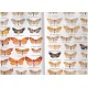 Bucsek K., 2012: Erebidae, Arctiinae (Lithosiini, Arctiini) of Malay Peninsula - Malaysia