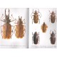 Marazzi G., Pavesi M., Marazzi V., 2008: Genus Macrodontia (Coleoptera, Cerambycidae, Prioninae)
