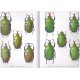 Michele De Palma   TAXONOMIC REVISION OF EUDICELLA WHITE (Coleoptera : Cetoniinae) AND ICONOGRAPHIC CATALOGUE 