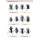 Jeniš Ivo, 2010: The Prinids of the Neotropical region, illustrated catalogue of the beetles, vol. II., 152 p.p.