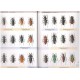 Jeniš Ivo, 2010: The Prinids of the Neotropical region, illustrated catalogue of the beetles, vol. II., 152 p.p.