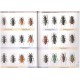 Jeniš I., 2010: The Prionids of the Neotropical region, illustrated catalogue of the Beetles, Volume 2
