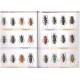 Jeniš I., 2010: The Prionids of the Neotropical region, illustrated catalogue of the Beetles, Volume 2