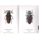 Jeniš Ivo, 2010: The Prinids of the Neotropical region, illustrated catalogue of the beetles, vol. II., 152 p.p.