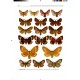 Segerer, A.H., Behounek, G., Speidel, W., Witt, T.J. & Hausmann, A. The Macrolepidoptera of Germany