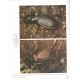 Turin, Penev, Arndt,  Assmann The Genus Carabus L. in Europe