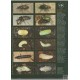 Turin, Penev, Arndt,  Assmann The Genus Carabus L. in Europe