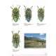 Gussmann S., Holm E., 2004: The African Jewel Beetles Buprestidae (Julodinae)