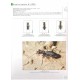 Werner K. The Tiger Beetles of Africa vol. I.