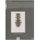 Werner K. The Tiger Beetles of Africa vol. I.